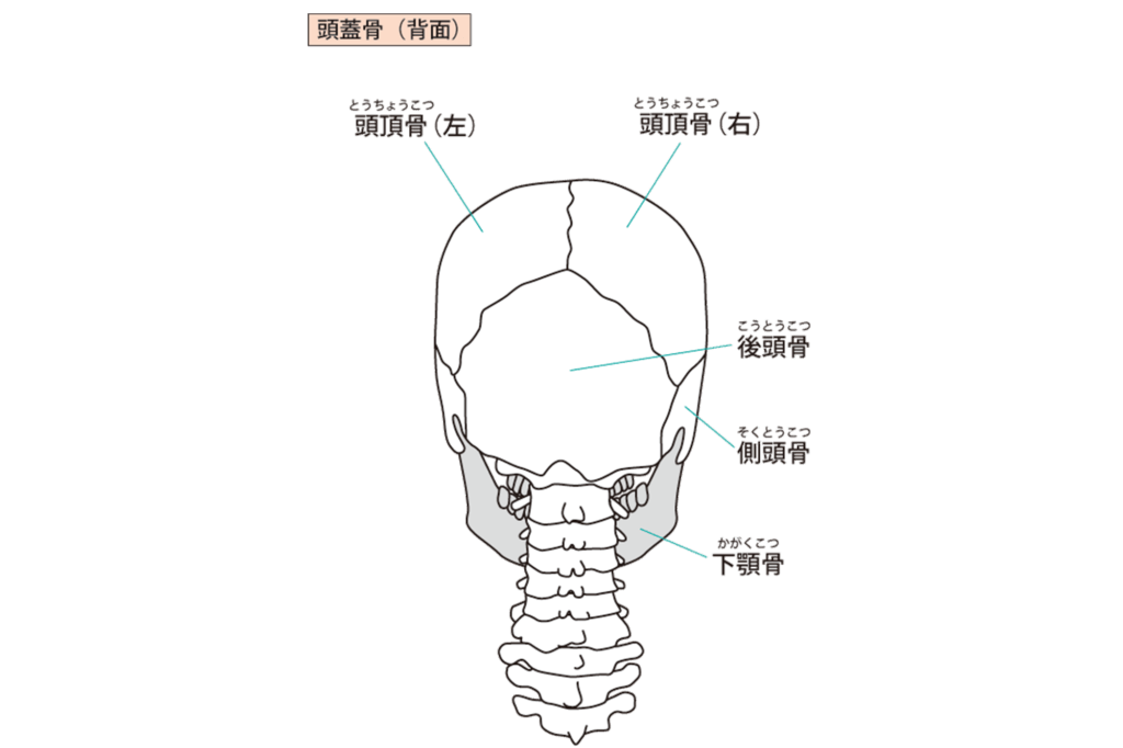 頭蓋骨の背面