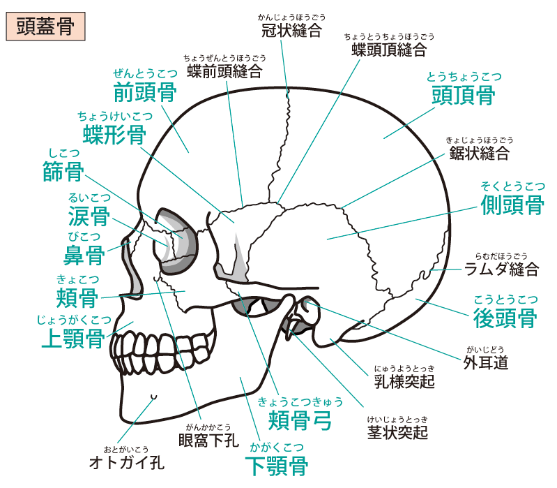 頭蓋骨と各名称