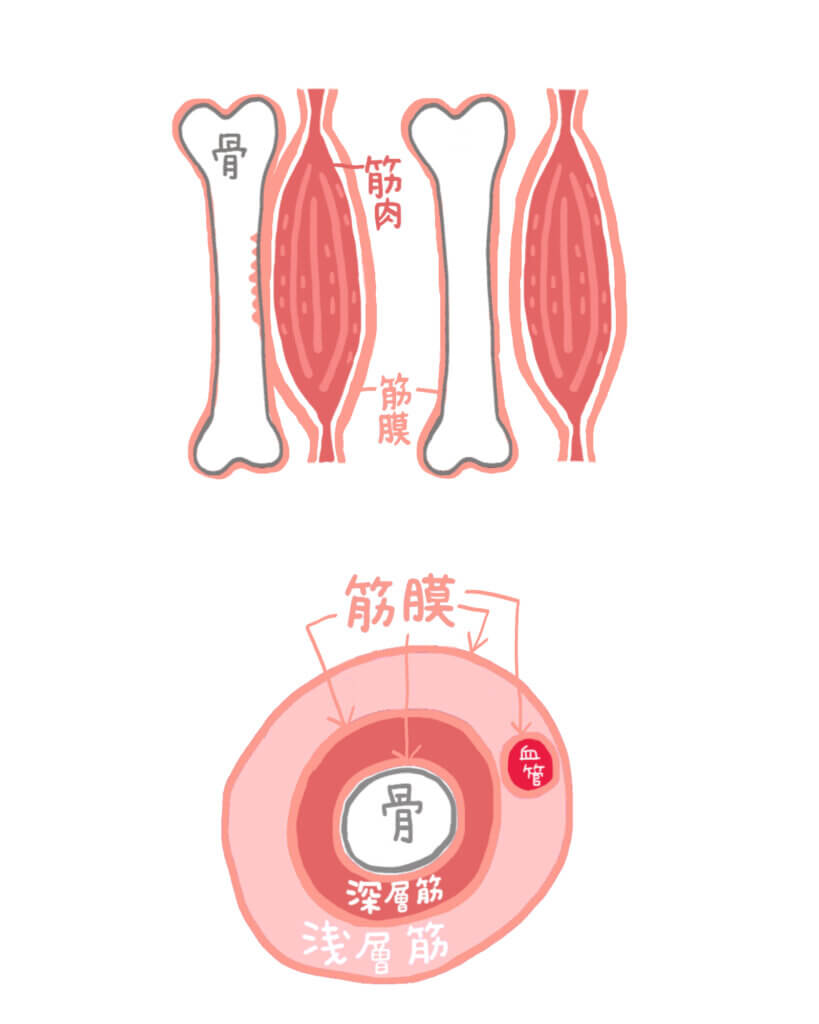 筋膜調整・筋膜リリース